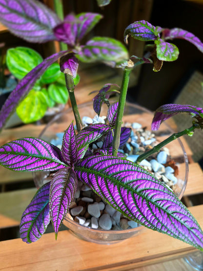 Strobilanthes dyeriana Persian shield