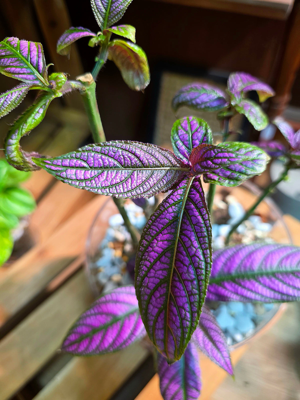 Strobilanthes dyeriana Persian shield