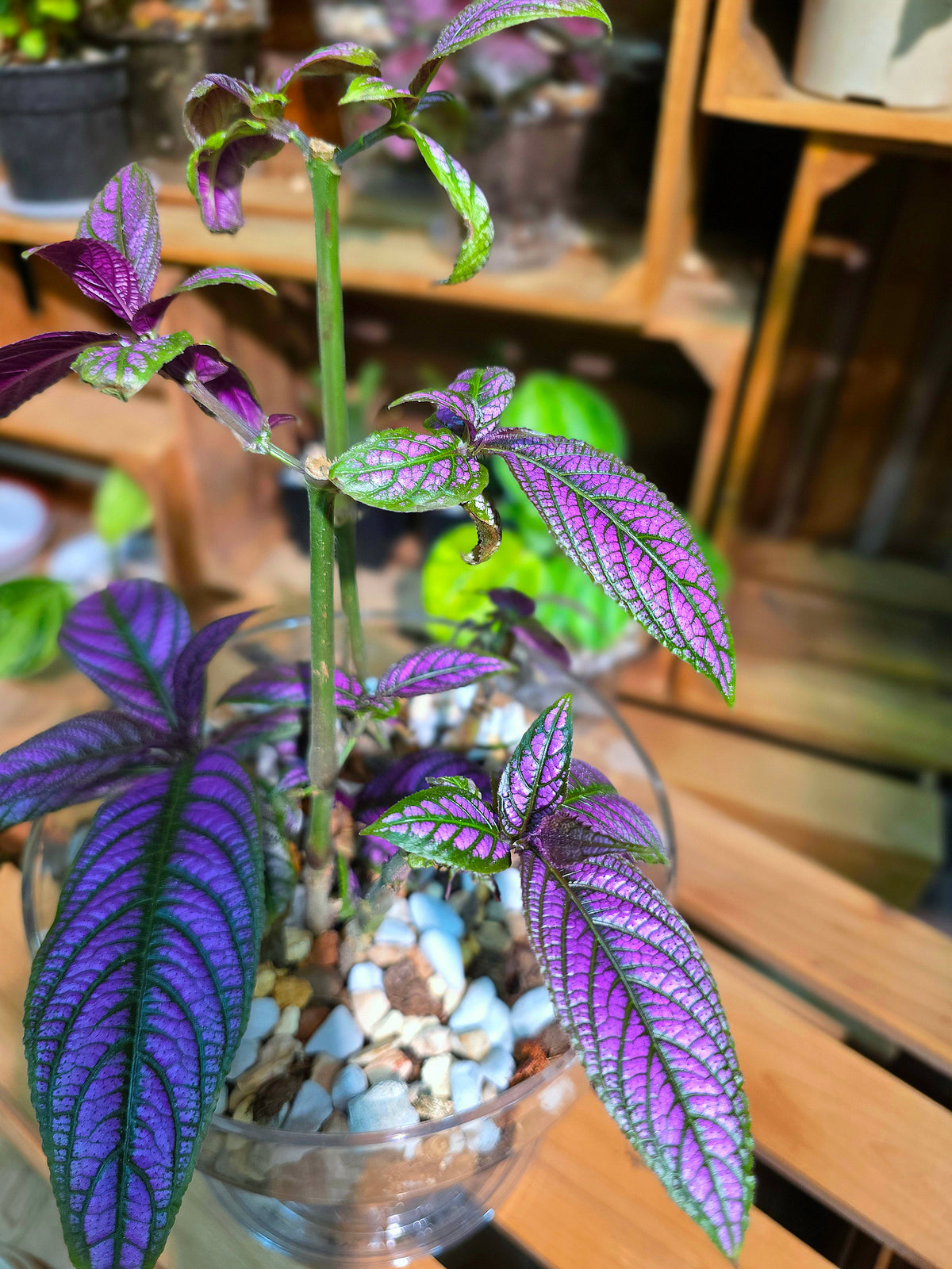 Strobilanthes dyeriana Persian shield