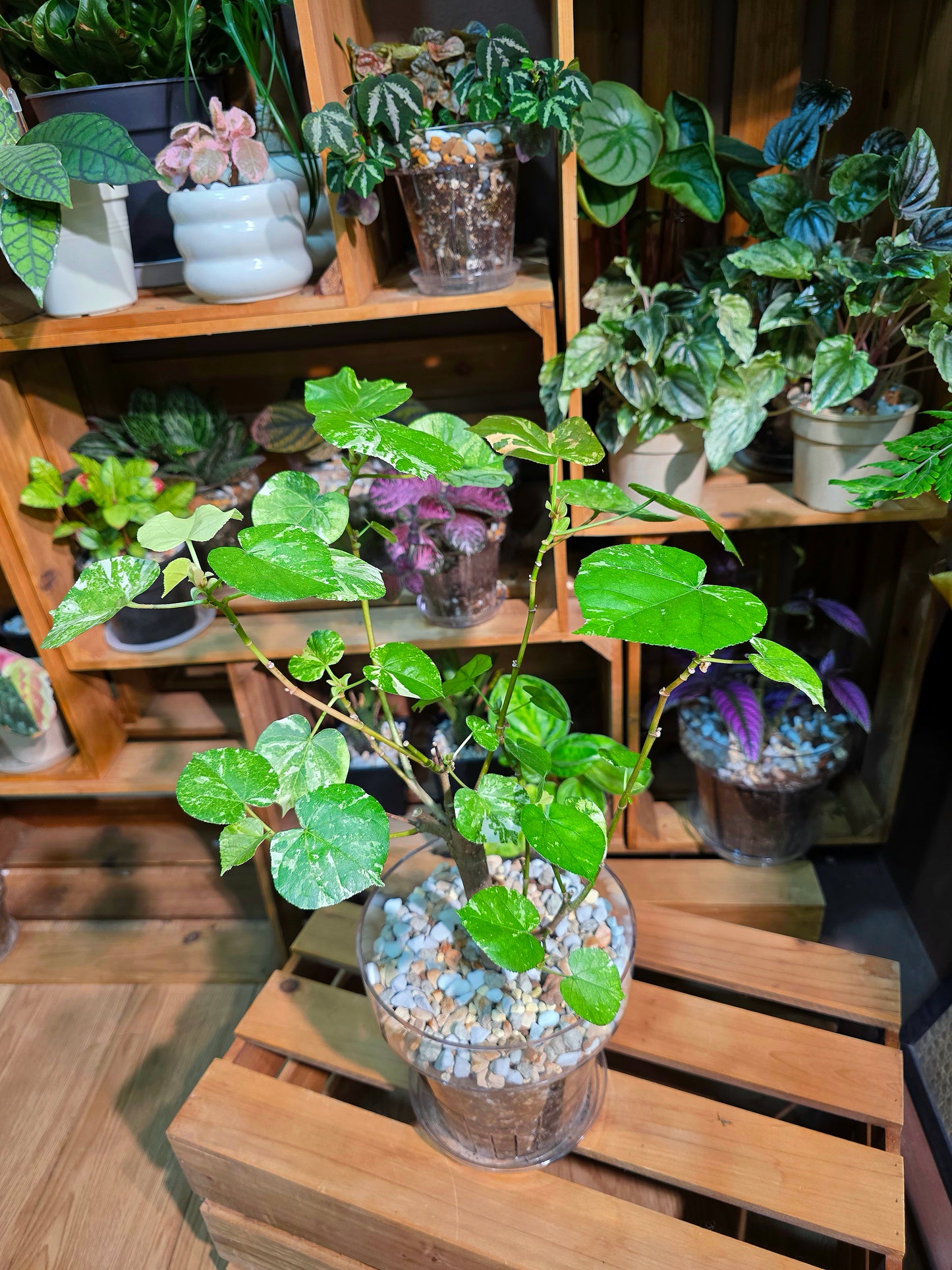 Hibiscus tiliaceus tricolor 花葉黃槿