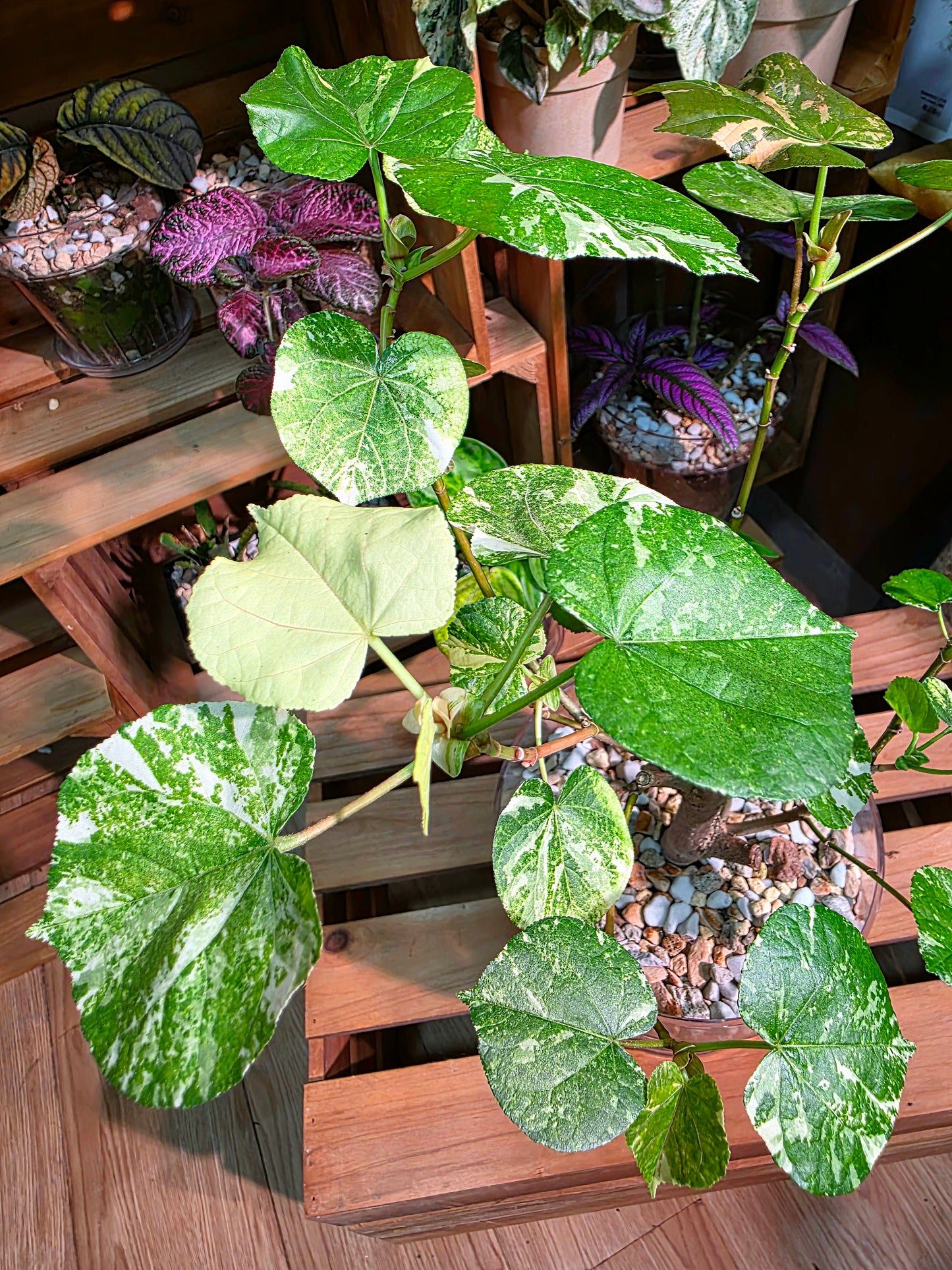 Hibiscus tiliaceus tricolor 花葉黃槿