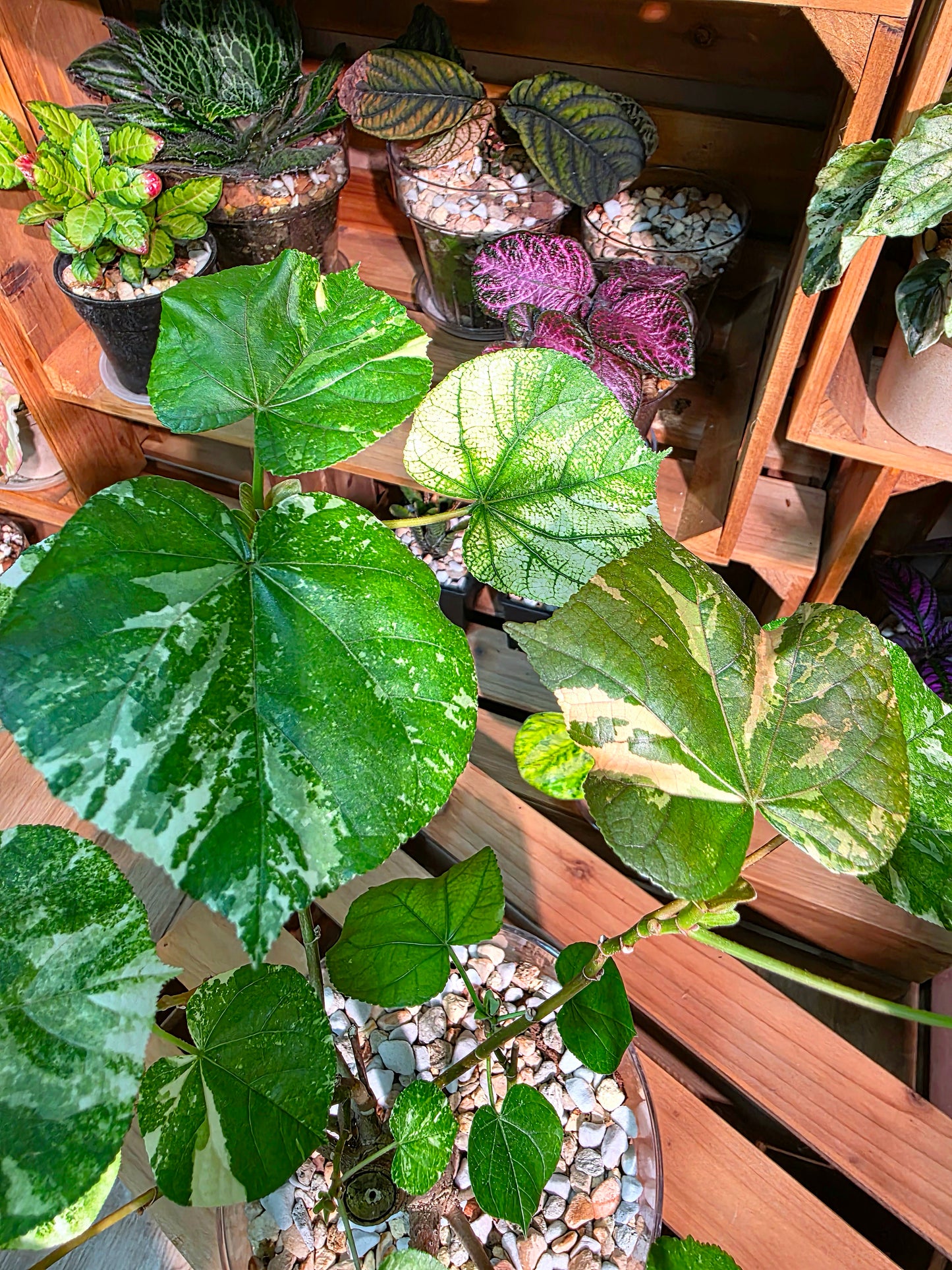 Hibiscus tiliaceus tricolor 花葉黃槿