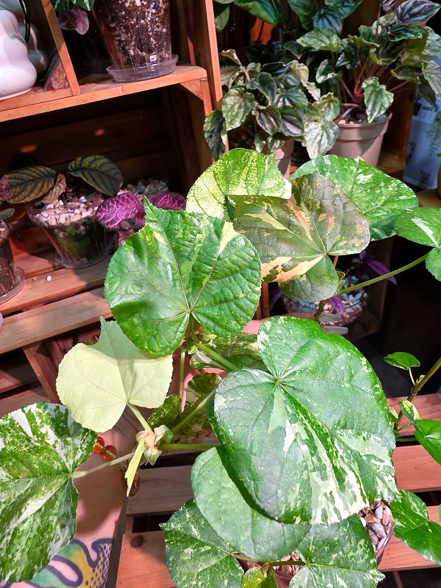 Hibiscus tiliaceus tricolor 花葉黃槿