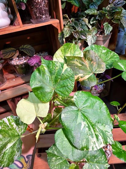 Hibiscus tiliaceus tricolor 花葉黃槿