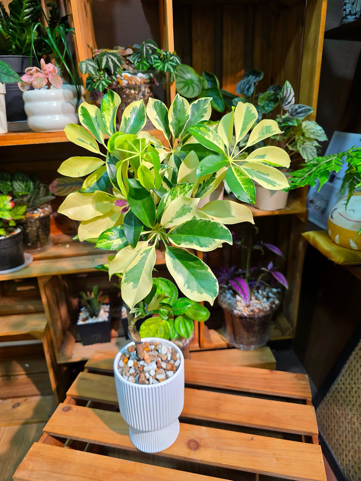 Schefflera odorata variegata 斑葉鴨腳木