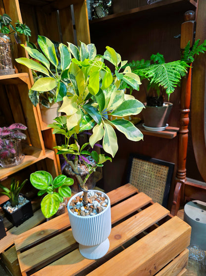 Schefflera odorata variegata 斑葉鴨腳木