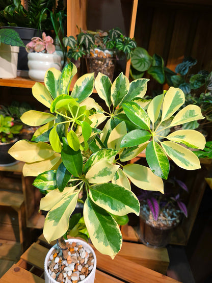 Schefflera odorata variegata 斑葉鴨腳木