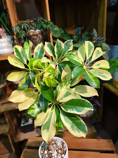 Schefflera odorata variegata 斑葉鴨腳木