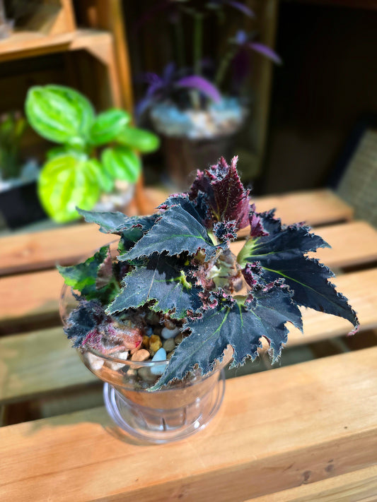 Begonia break dance 霹雳舞秋海棠