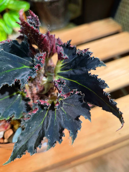 Begonia break dance