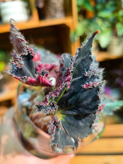 Begonia break dance