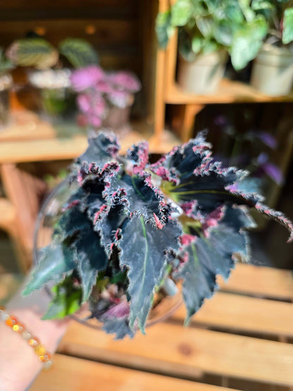 Begonia break dance