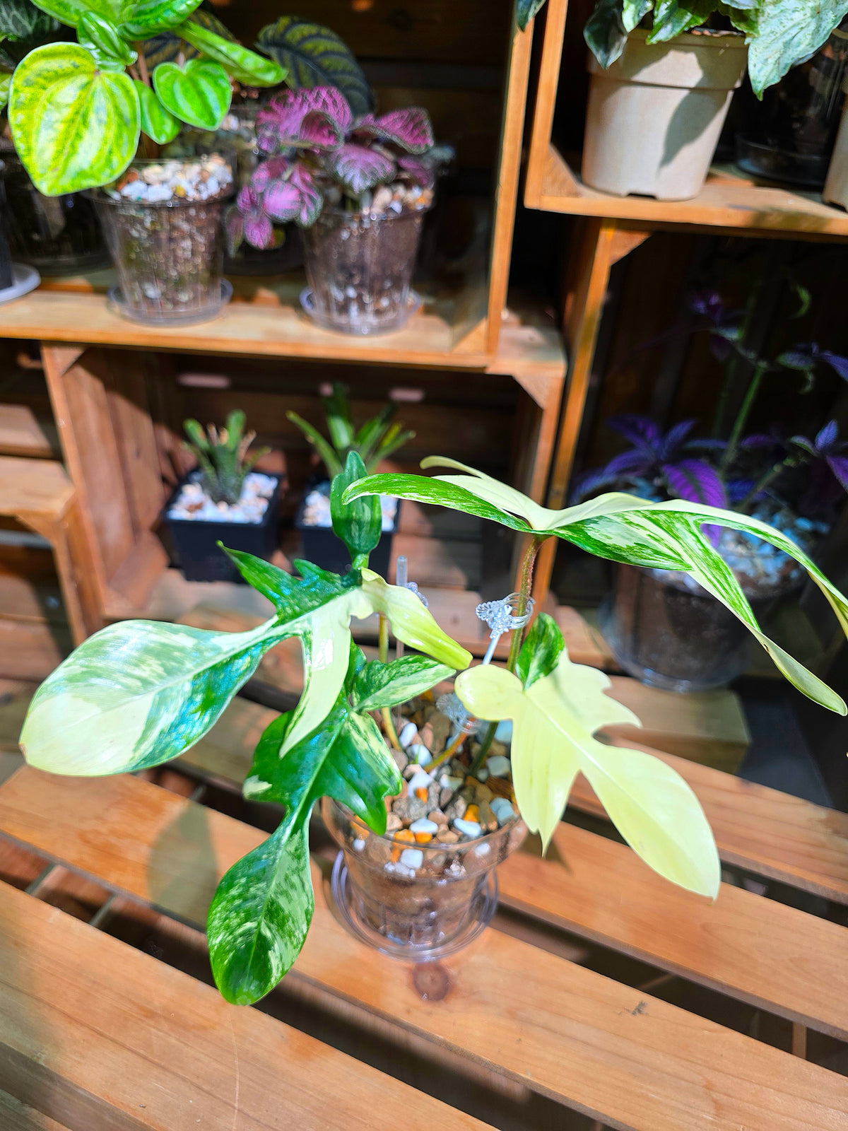 Philodendron Florida Beauty