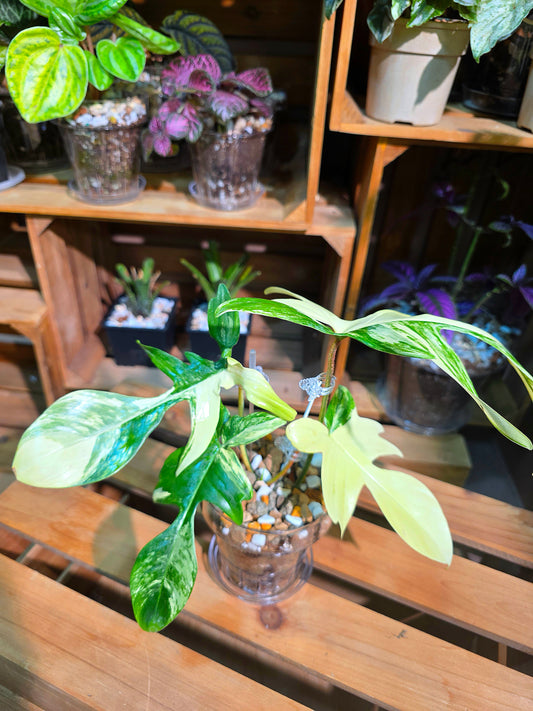 Philodendron florida beauty 斑葉龍爪蔓綠絨