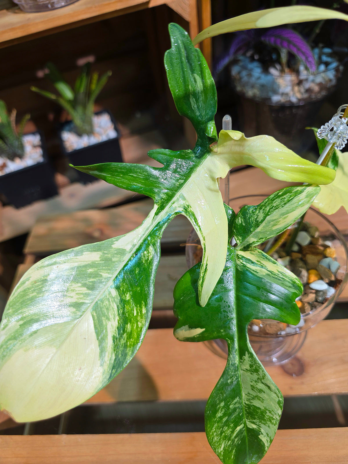 Philodendron Florida Beauty