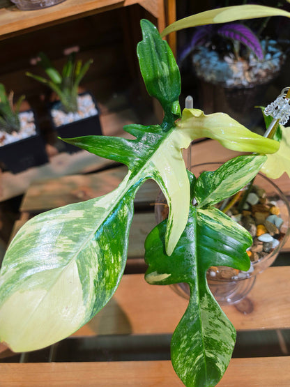Philodendron Florida Beauty