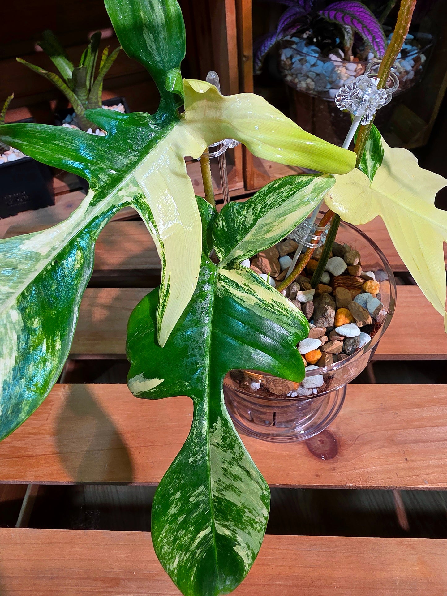 Philodendron Florida Beauty