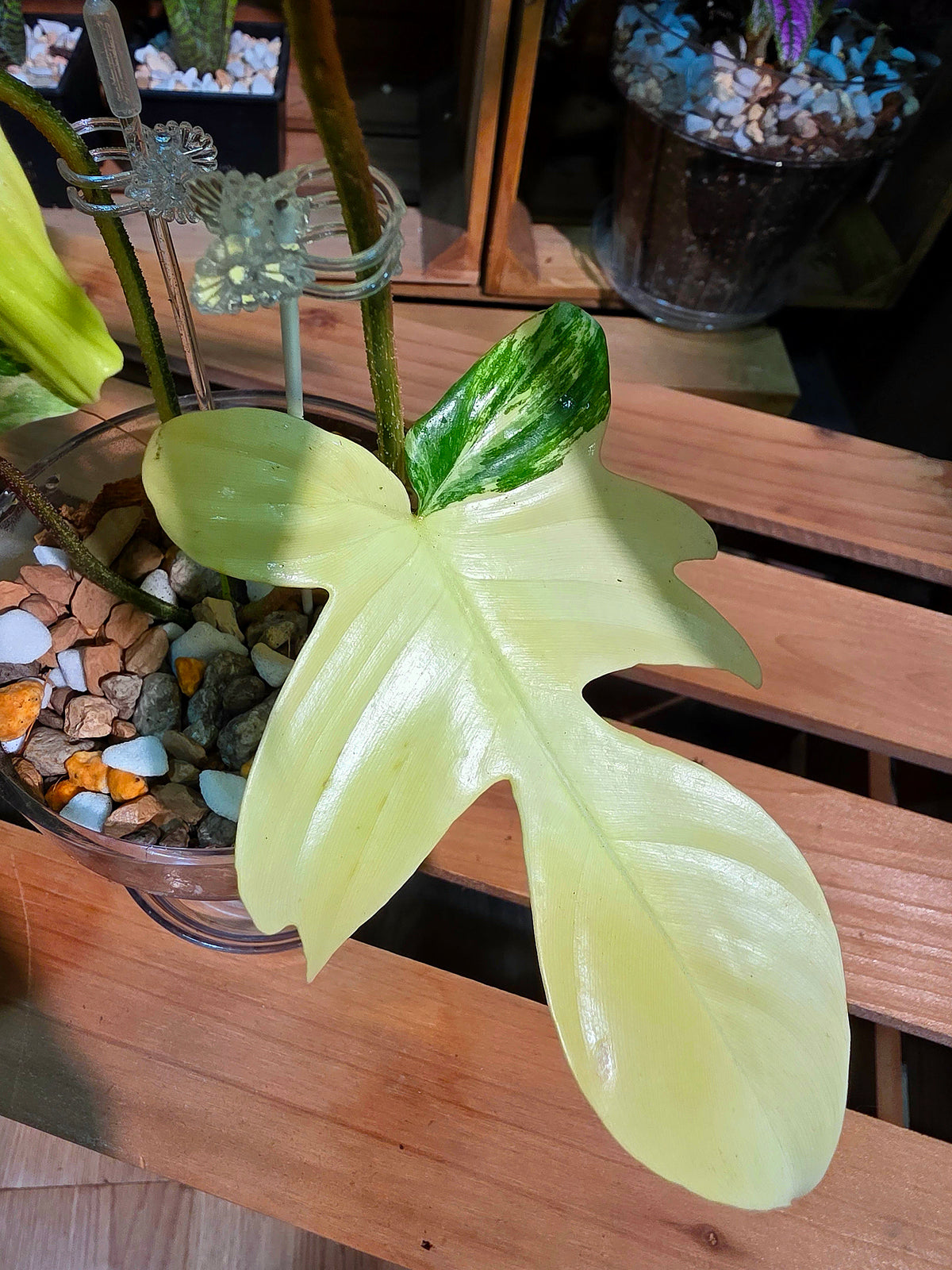 Philodendron Florida Beauty