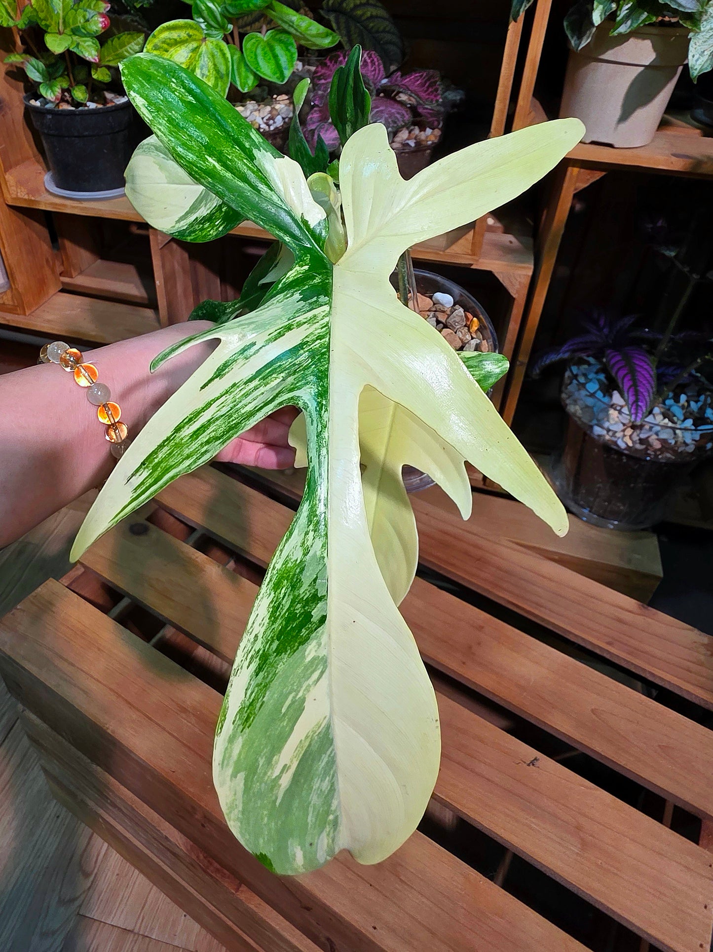 Philodendron Florida Beauty