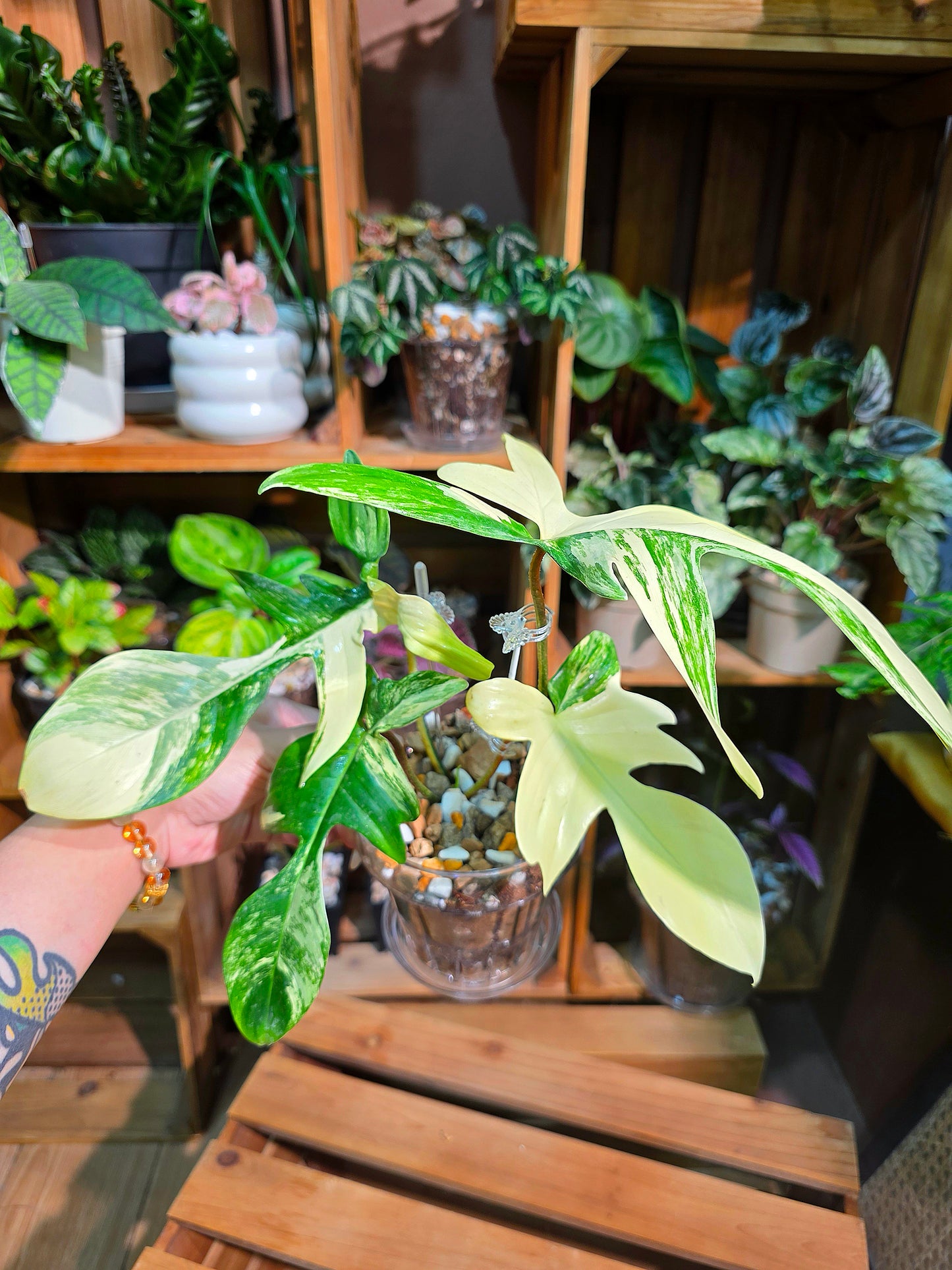 Philodendron Florida Beauty
