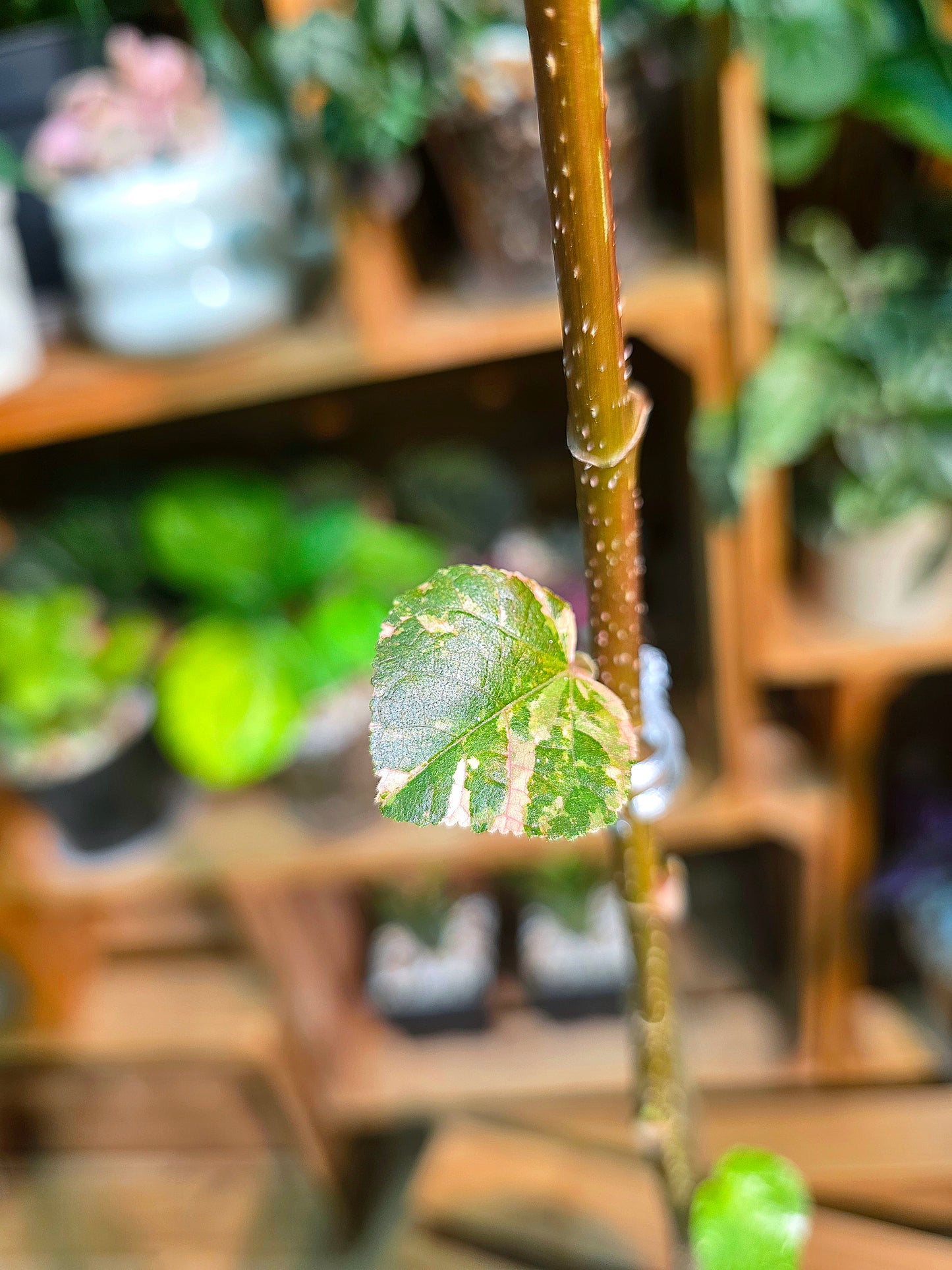Hibiscus tiliaceus tricolor 花葉黃槿