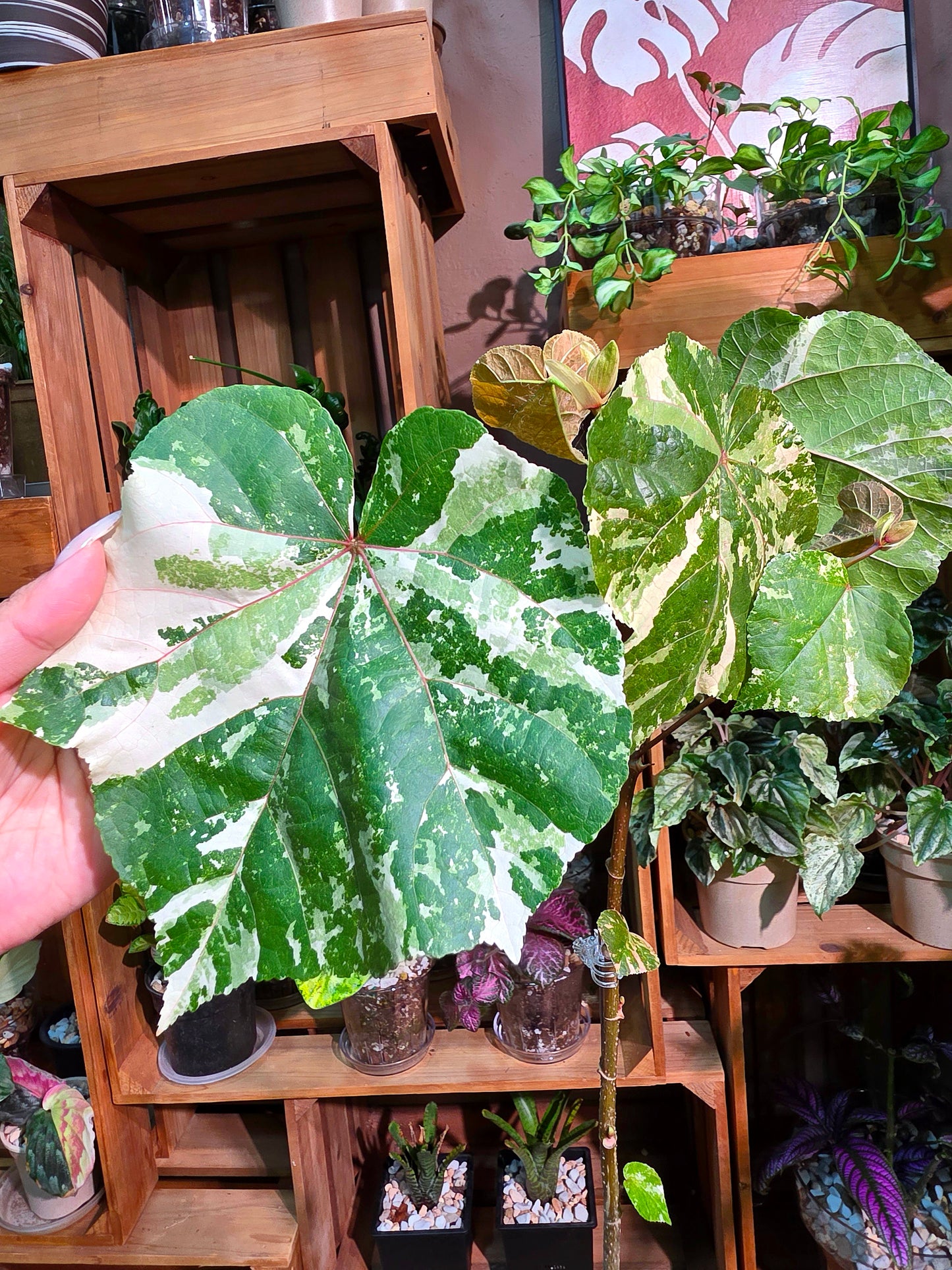 Hibiscus tiliaceus tricolor 花葉黃槿