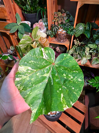 Hibiscus tiliaceus tricolor 花葉黃槿