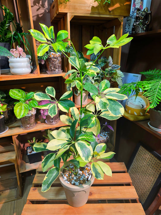 Schefflera odorata variegata 斑葉鴨腳木