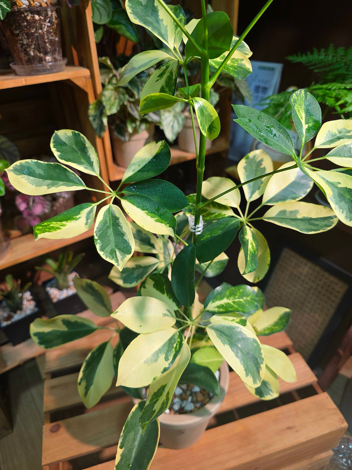Schefflera odorata variegata 斑葉鴨腳木