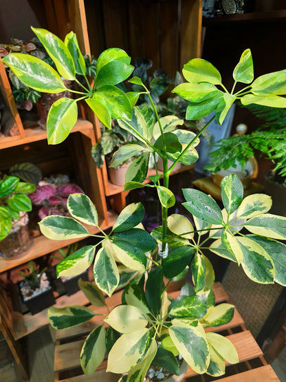 Schefflera odorata variegata 斑葉鴨腳木