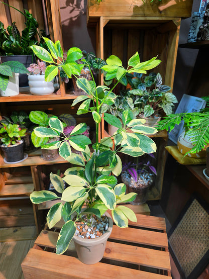 Schefflera odorata variegata 斑葉鴨腳木