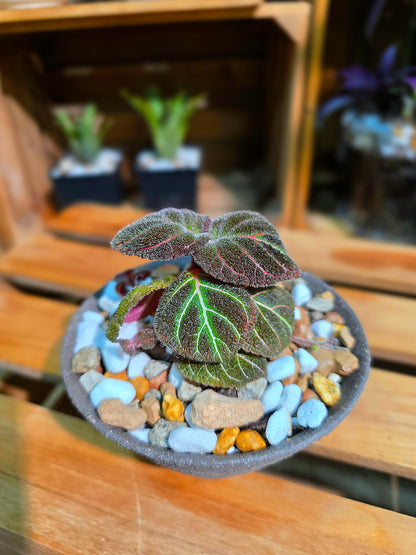 Pearcea hypocyrtiflora 南美螢光苦苣苔