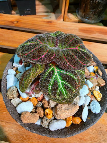 Pearcea hypocyrtiflora 南美螢光苦苣苔