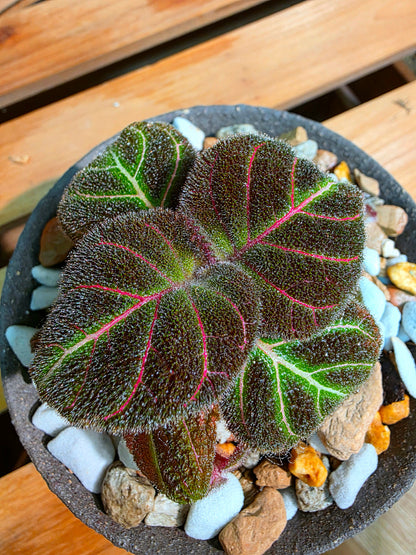 Pearcea hypocyrtiflora 南美螢光苦苣苔