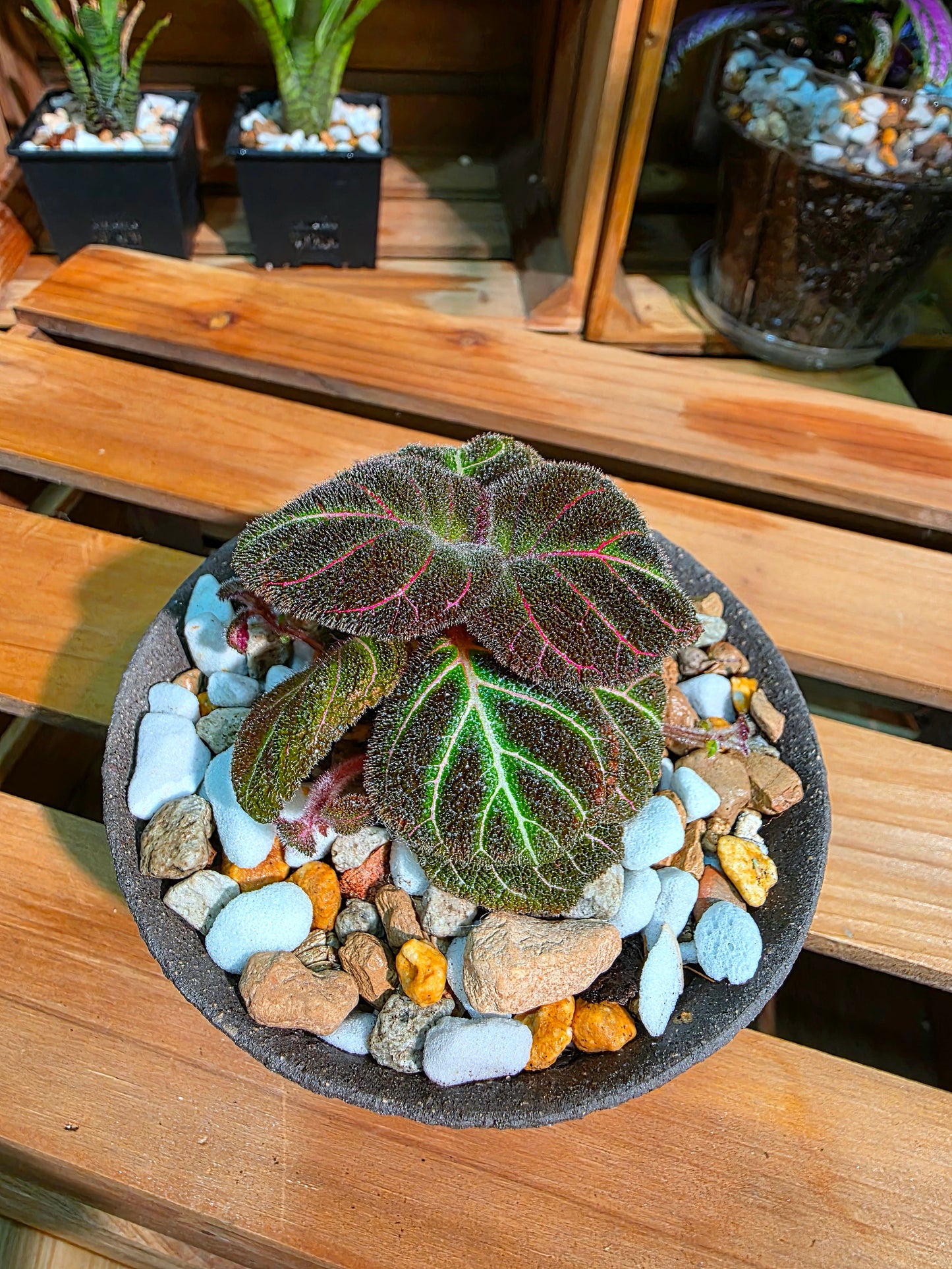 Pearcea hypocyrtiflora 南美螢光苦苣苔