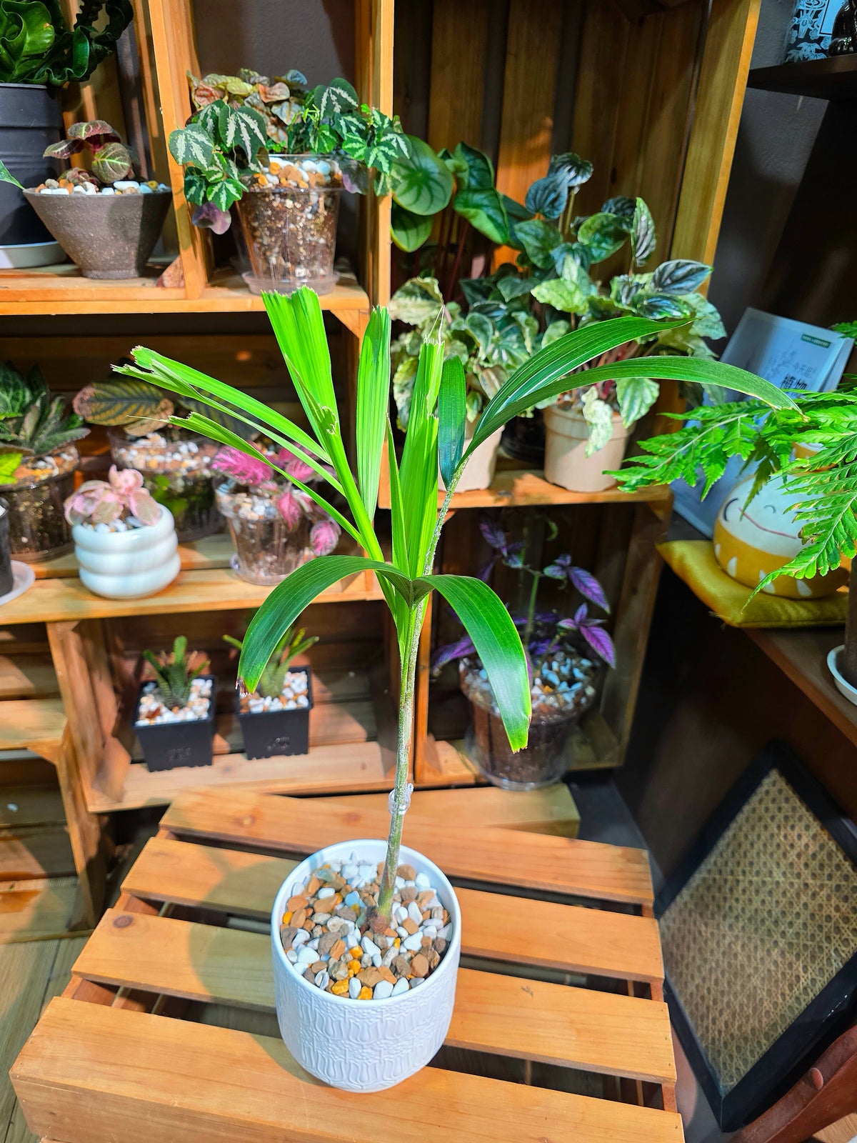 Wodyetia bifurcata Foxtail Palm
