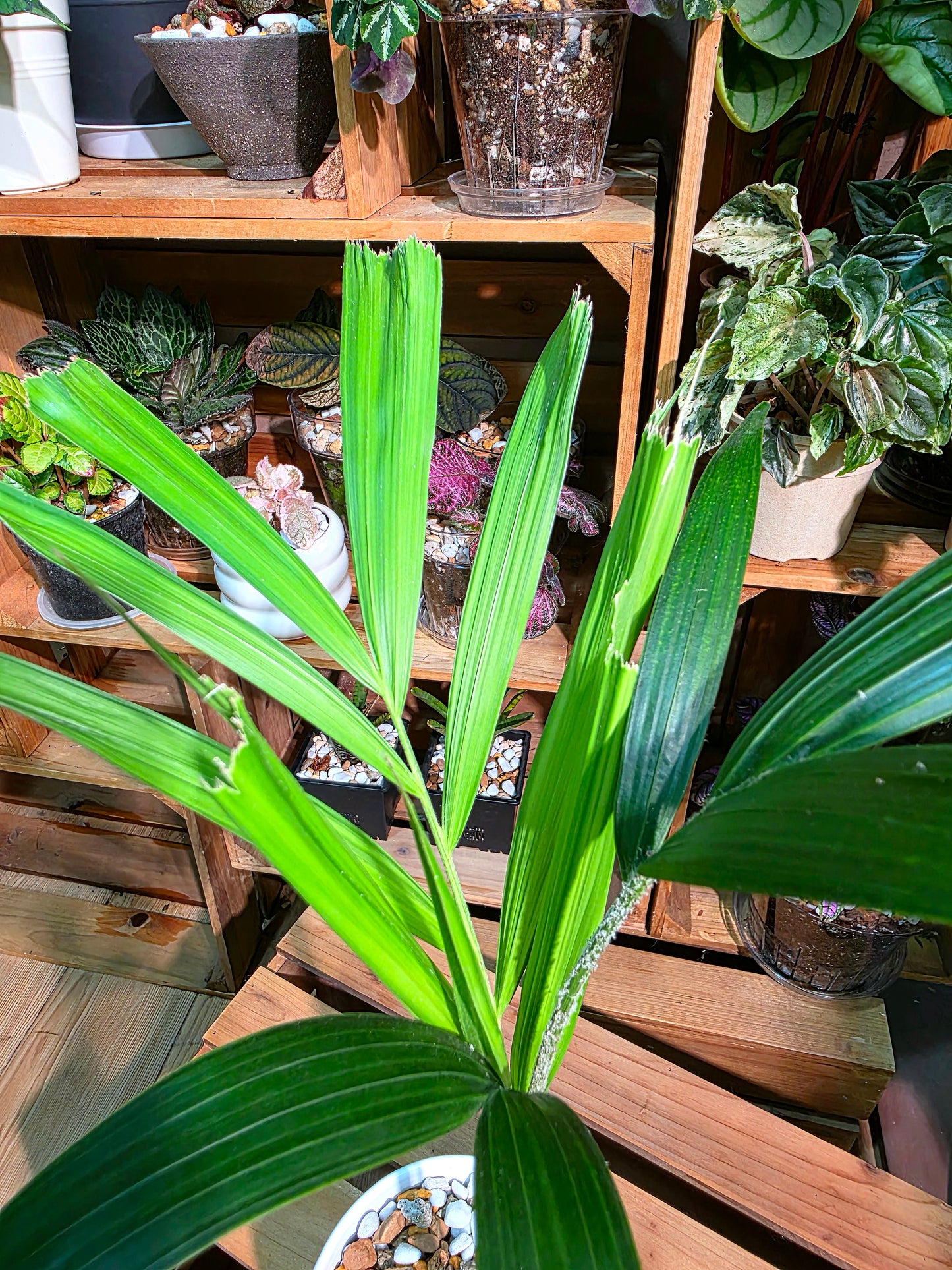Wodyetia bifurcata Foxtail Palm