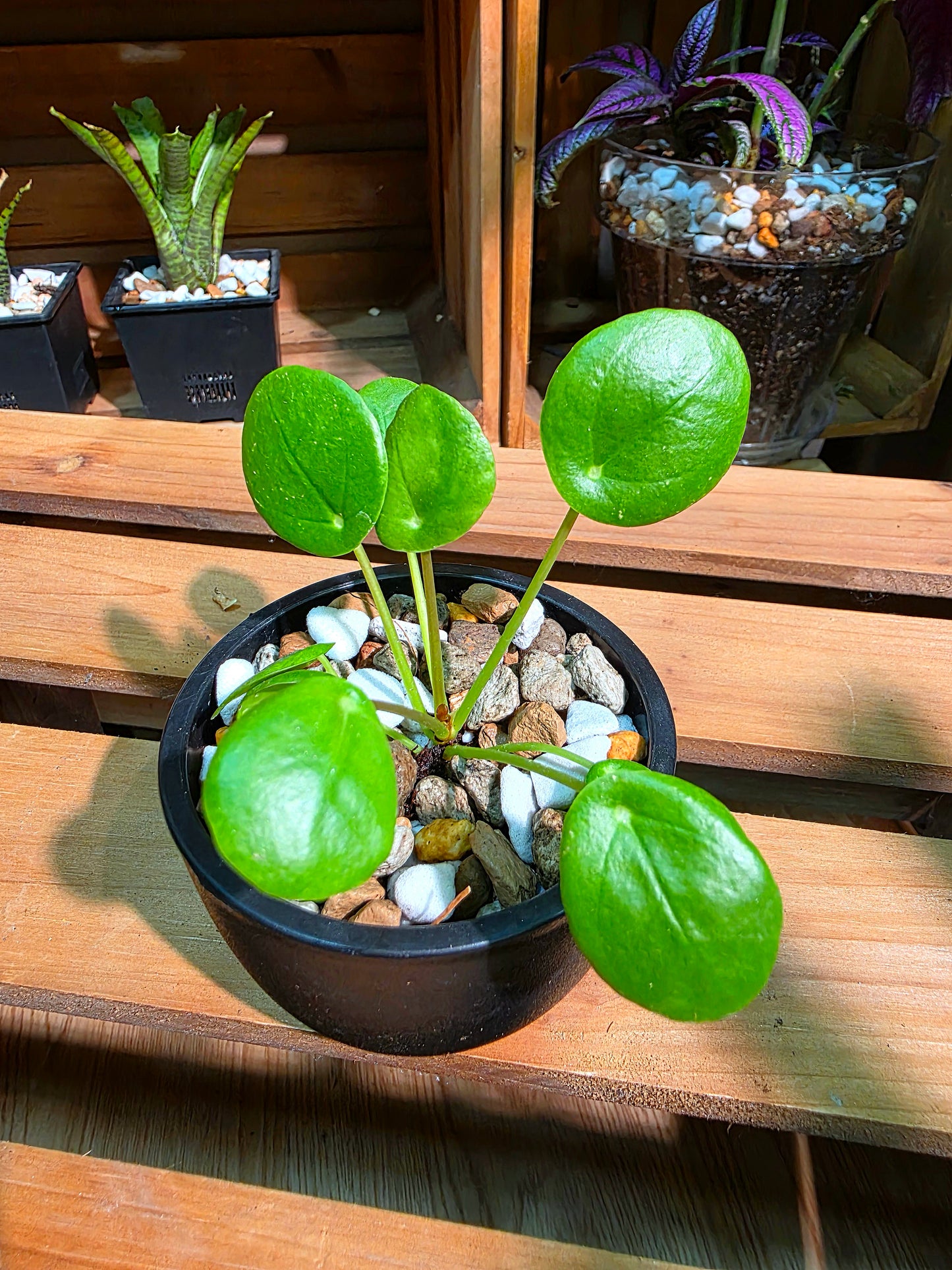 Pilea peperomioides 鏡面草