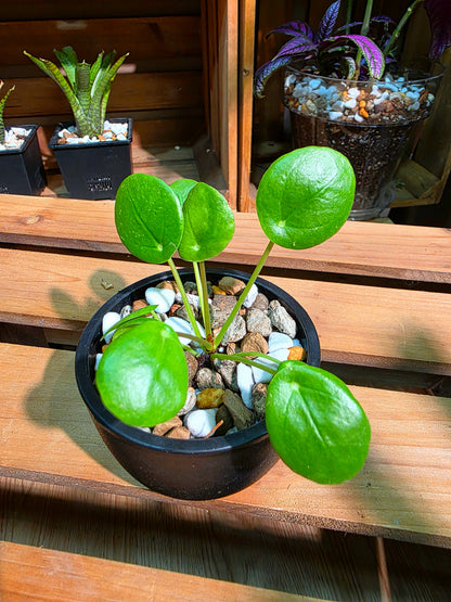 Pilea peperomioides 鏡面草