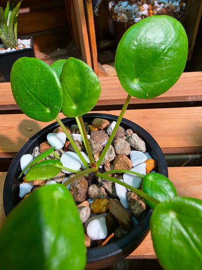 Pilea peperomioides 鏡面草