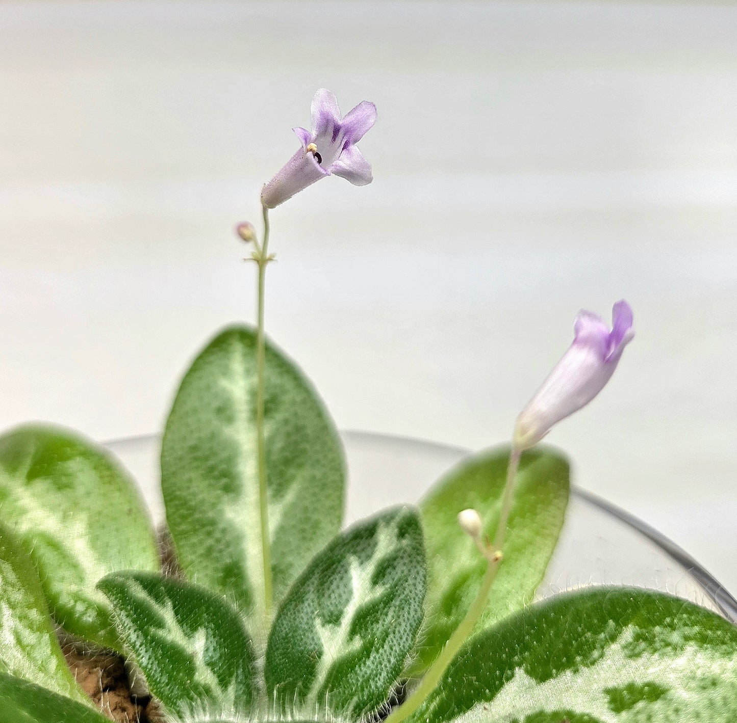 Primulina sinovietnamica 中越報春苦苣苔