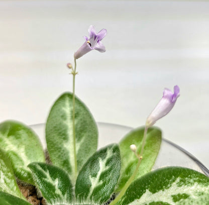 Primulina sinovietnamica 中越報春苦苣苔