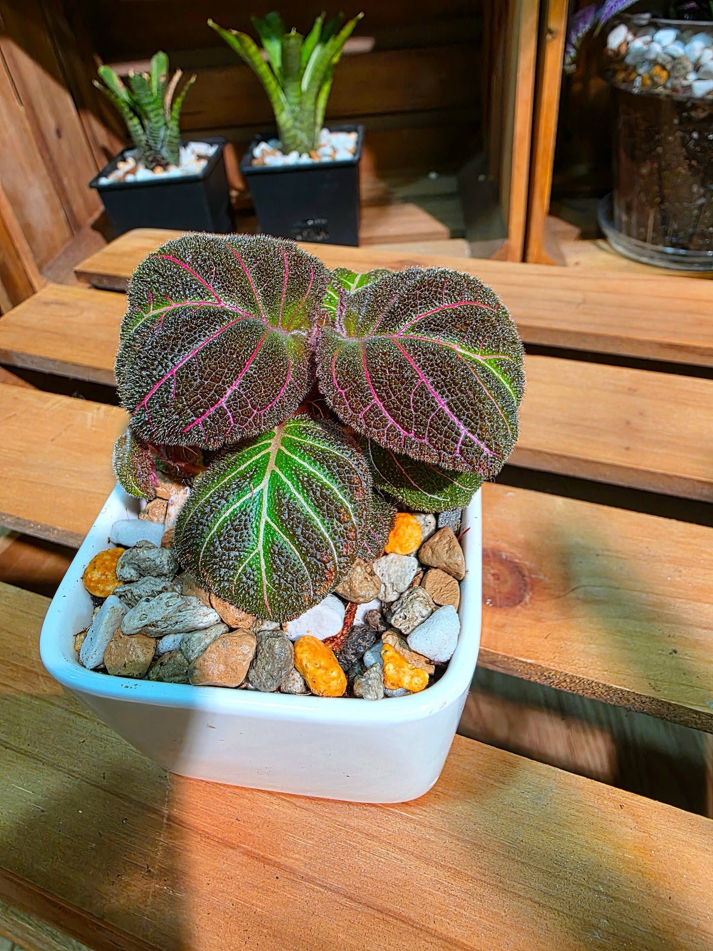 Pearcea hypocyrtiflora 南美螢光苦苣苔
