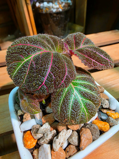 Pearcea hypocyrtiflora 南美螢光苦苣苔