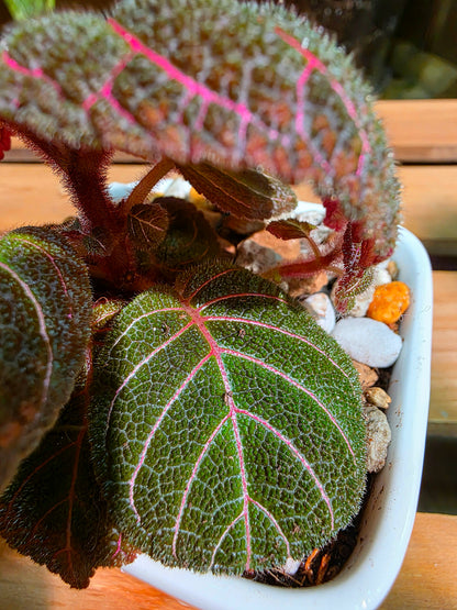 Pearcea hypocyrtiflora 南美螢光苦苣苔