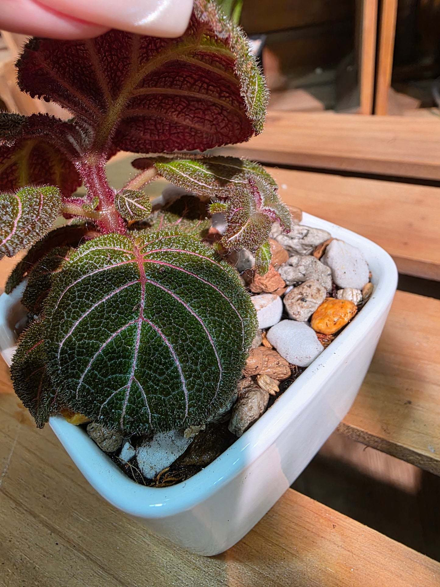 Pearcea hypocyrtiflora 南美螢光苦苣苔