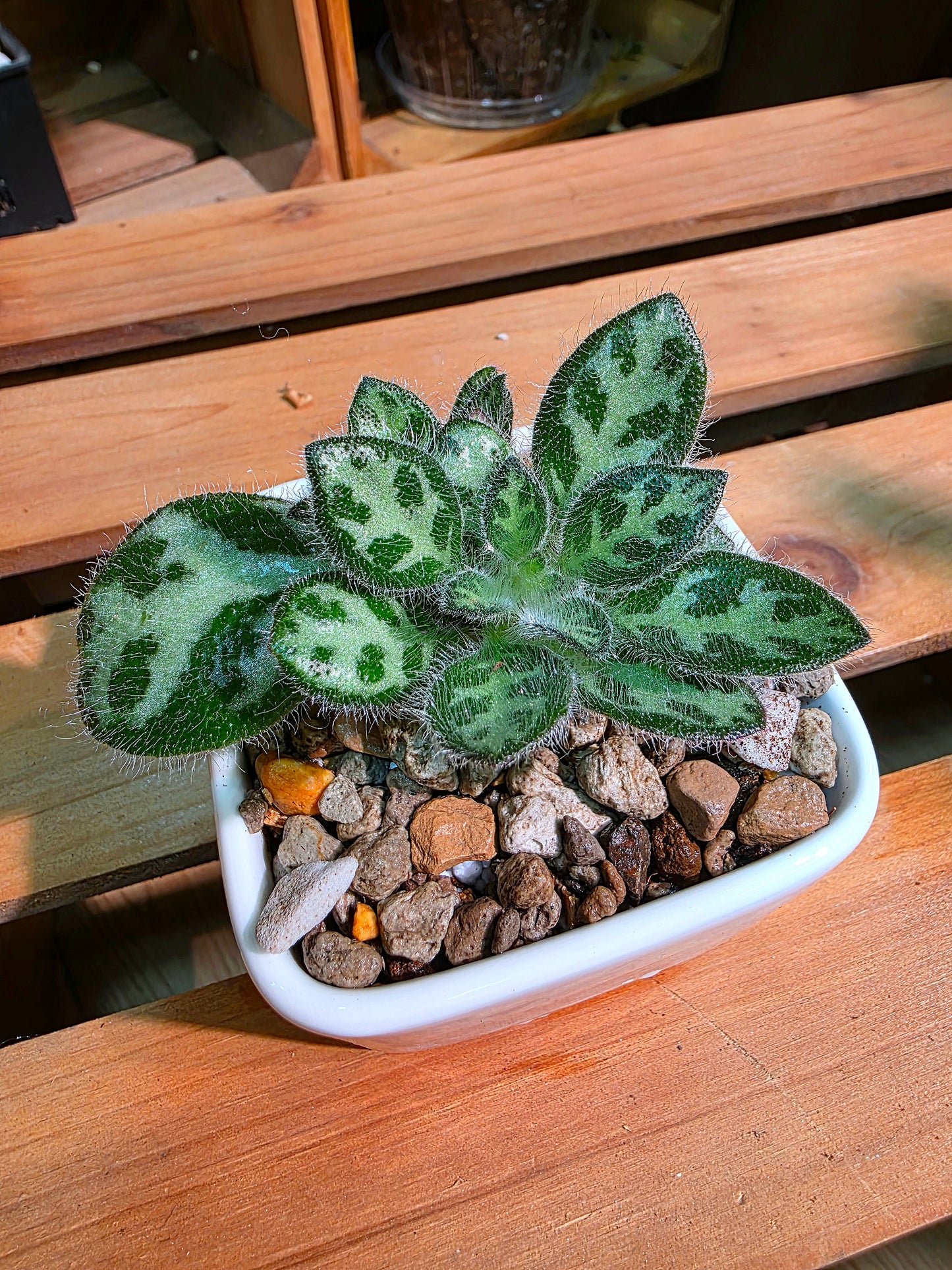 Primulina sinovietnamica 魚骨紋報春苦苣苔
