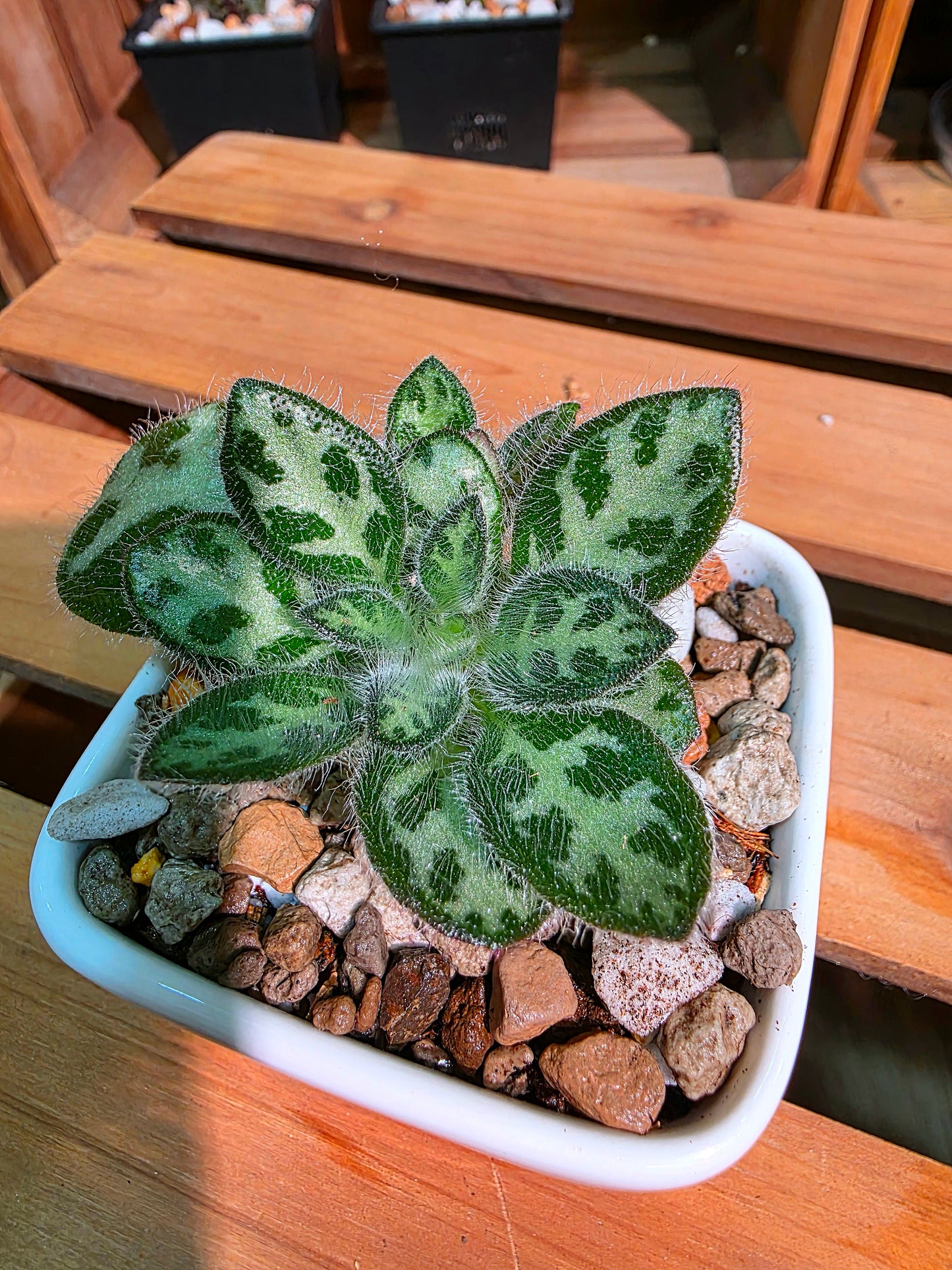 Primulina sinovietnamica 魚骨紋報春苦苣苔