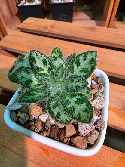 Primulina sinovietnamica 魚骨紋報春苦苣苔
