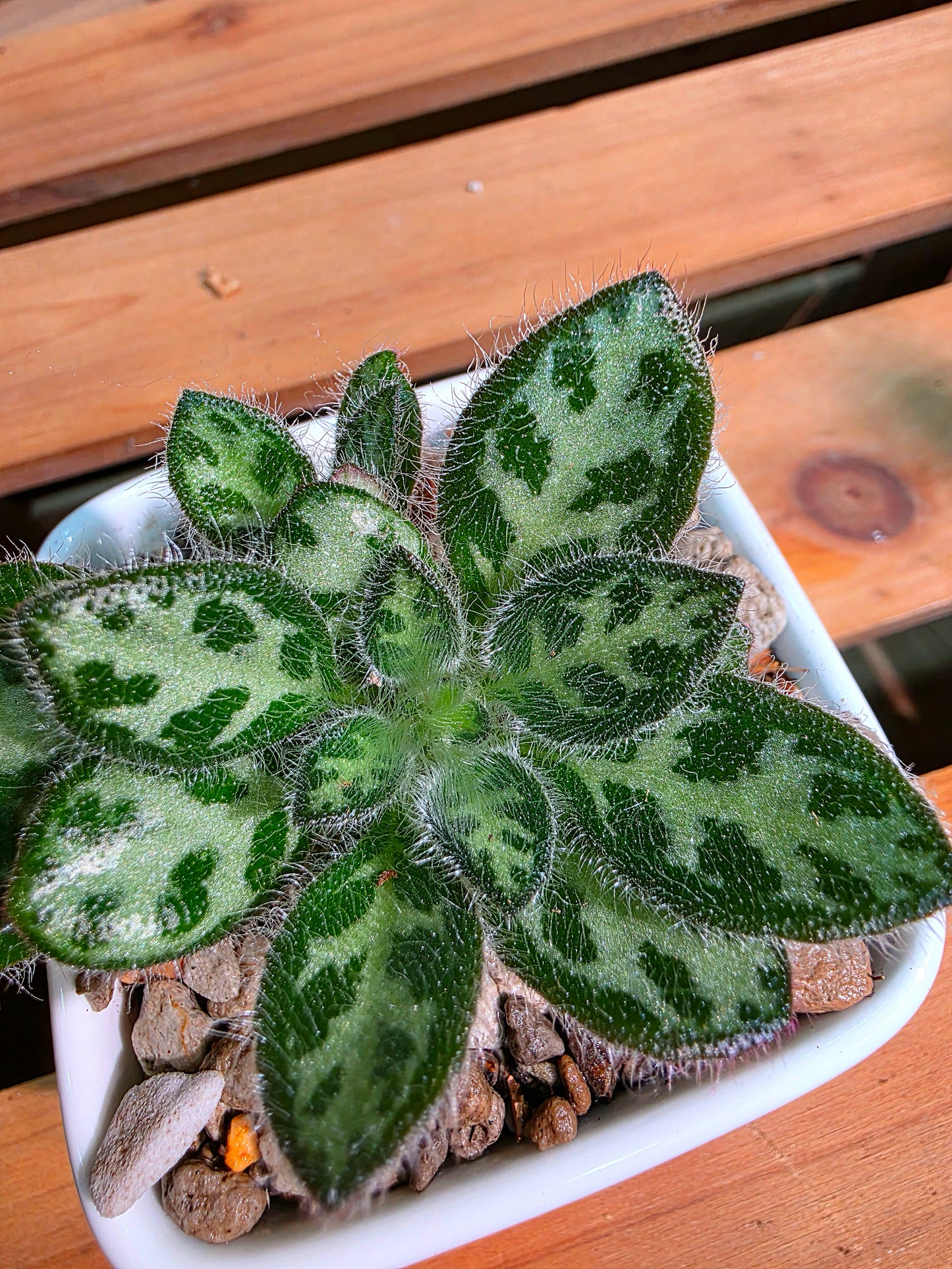Primulina sinovietnamica 魚骨紋報春苦苣苔